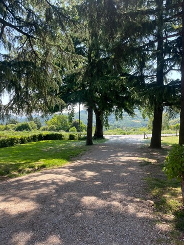 Viale alberato